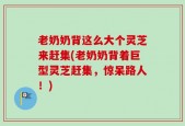 老奶奶背这么大个灵芝来赶集(老奶奶背着巨型灵芝赶集，惊呆路人！)