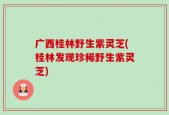 广西桂林野生紫灵芝(桂林发现珍稀野生紫灵芝)
