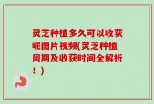 灵芝种植多久可以收获呢图片视频(灵芝种植周期及收获时间全解析！)