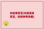 木桩像灵芝(木桩变身灵芝，惊现神奇效果)