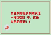 白色的蘑菇长的跟灵芝一样(灵芝？不，它是白色的蘑菇！)