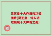 灵芝皇十大作用和功效图片(灵芝皇：惊人功效展现十大神奇之处)