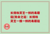长得和灵芝一样的毒蘑菇(致命之菇：长得和灵芝一模一样的毒蘑菇
