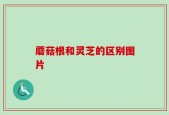 蘑菇根和灵芝的区别图片