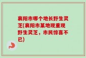 襄阳市哪个地长野生灵芝(襄阳市某地现重现野生灵芝，市民惊喜不已)
