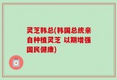 灵芝韩总(韩国总统亲自种植灵芝 以期增强国民健康)