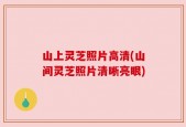 山上灵芝照片高清(山间灵芝照片清晰亮眼)