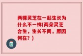 两棵灵芝在一起生长为什么不一样(两朵灵芝合生，生长不同，原因何在？)