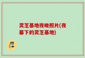 灵芝基地夜晚照片(夜幕下的灵芝基地)