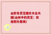 山野生灵芝图片大全大图(山林中的灵芝：惊艳照片集锦)