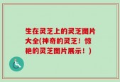生在灵芝上的灵芝图片大全(神奇的灵芝！惊艳的灵芝图片展示！)