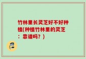 竹林里长灵芝好不好种植(种植竹林里的灵芝：靠谱吗？)