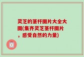 灵芝的茎杆图片大全大图(集齐灵芝茎杆图片，感受自然的力量)