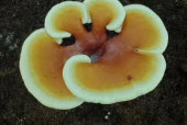 灵芝孢子粉的功效有哪些？你不会还不知道这些吧！