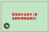 灵芝长什么样子 (灵芝的外观特征简介)