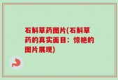 石斛草药图片(石斛草药的真实面目：惊艳的图片展现)