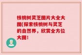核桃树灵芝图片大全大图(探索核桃树与灵芝的自然界，欣赏全方位大图！