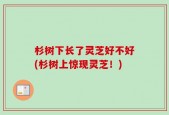 杉树下长了灵芝好不好(杉树上惊现灵芝！)