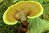 吃灵芝孢子粉多长时间见效？每天都要健康生活！