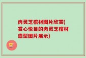 肉灵芝棺材图片欣赏(赏心悦目的肉灵芝棺材造型图片展示)