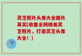 灵芝照片头像大全图片真实(收集全网精美灵芝照片，打造灵芝头像大全！)