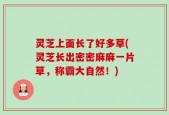 灵芝上面长了好多草(灵芝长出密密麻麻一片草，称霸大自然！)