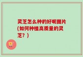 灵芝怎么种的好呢图片(如何种植高质量的灵芝？)