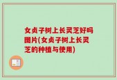 女贞子树上长灵芝好吗图片(女贞子树上长灵芝的种植与使用)