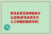 野生赤灵芝和种植有什么区别(野生赤灵芝与人工种植的差别分析)
