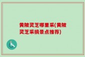 黄陂灵芝哪里采(黄陂灵芝采摘景点推荐)