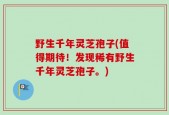 野生千年灵芝孢子(值得期待！发现稀有野生千年灵芝孢子。)