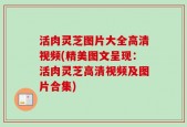 活肉灵芝图片大全高清视频(精美图文呈现：活肉灵芝高清视频及图片合集)