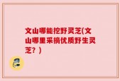 文山哪能挖野灵芝(文山哪里采摘优质野生灵芝？)