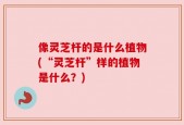 像灵芝杆的是什么植物(“灵芝杆”样的植物是什么？)