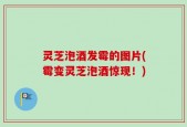 灵芝泡酒发霉的图片(霉变灵芝泡酒惊现！)