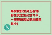 蜂窝状野生灵芝基地(野生灵芝生长空气中，一簇簇蜂窝状基地藏匿其中)