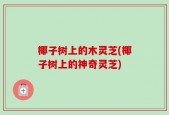椰子树上的木灵芝(椰子树上的神奇灵芝)