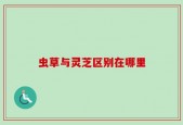 虫草与灵芝区别在哪里
