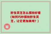 野生灵芝怎么摆放好看(如何巧妙摆放野生灵芝，让它更加美观？)