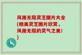 风雨无阻灵芝图片大全(精美灵芝图片欣赏，风雨无阻的灵气之美！)