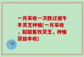 一月采收一次胜过猪牛羊灵芝种植(一月采收，超越畜牧灵芝，种植获益丰收)