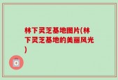 林下灵芝基地图片(林下灵芝基地的美丽风光)