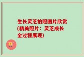 生长灵芝拍照图片欣赏(精美照片：灵芝成长全过程展现)