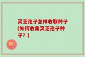 灵芝孢子怎样收取种子(如何收集灵芝孢子种子？)
