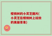樱桃树的小灵芝图片(小灵芝在樱桃树上绽放的美丽景象)