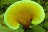 灵芝孢子粉都有什么作用？原来有这么多好处？