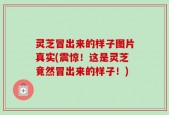 灵芝冒出来的样子图片真实(震惊！这是灵芝竟然冒出来的样子！)