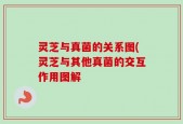 灵芝与真菌的关系图(灵芝与其他真菌的交互作用图解