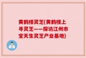 黄鹤楼灵芝(黄鹤楼上寻灵芝——探访江州市宝天生灵芝产业基地)