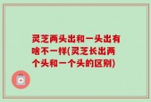 灵芝两头出和一头出有啥不一样(灵芝长出两个头和一个头的区别)